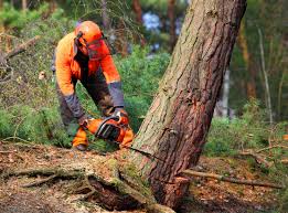 Best Utility Line Clearance  in Inverness Highlands South, FL